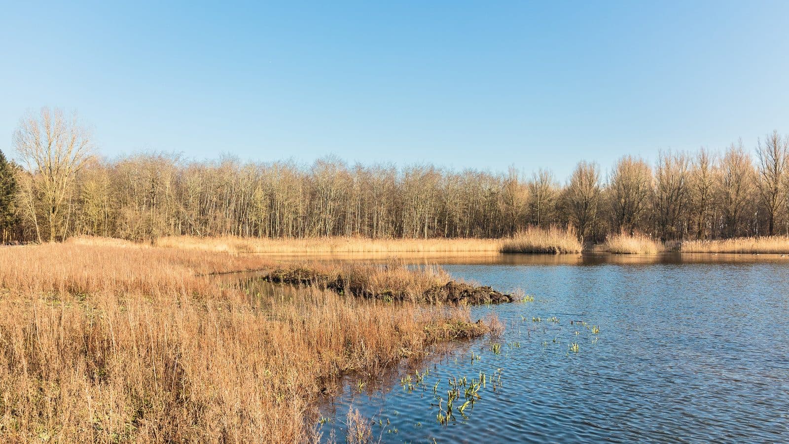 Riet en open water aan de bosrand in de Hollandse Hout