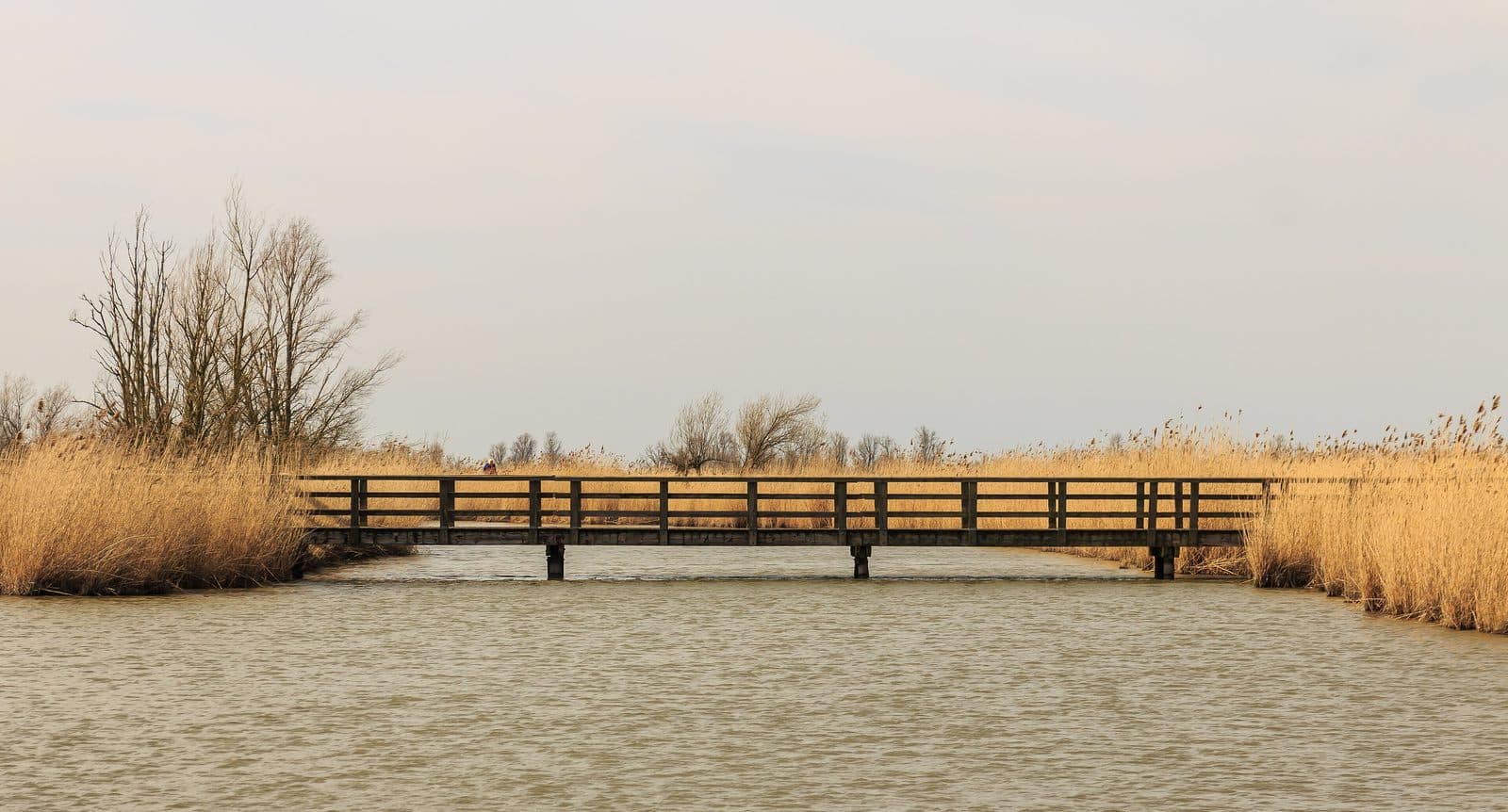Een houten loopbrug over het water tussen het riet in de Oostvaardersplassen
